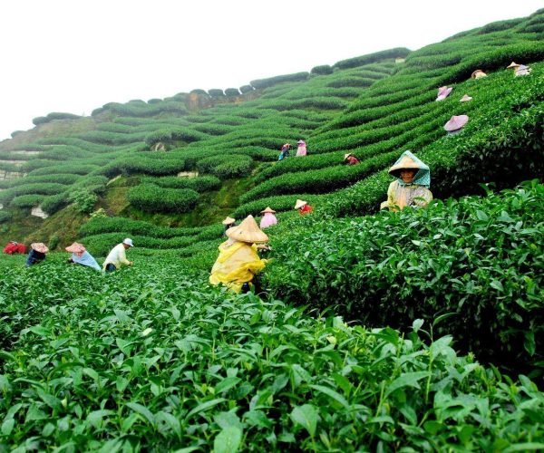 Visit Tea Garden